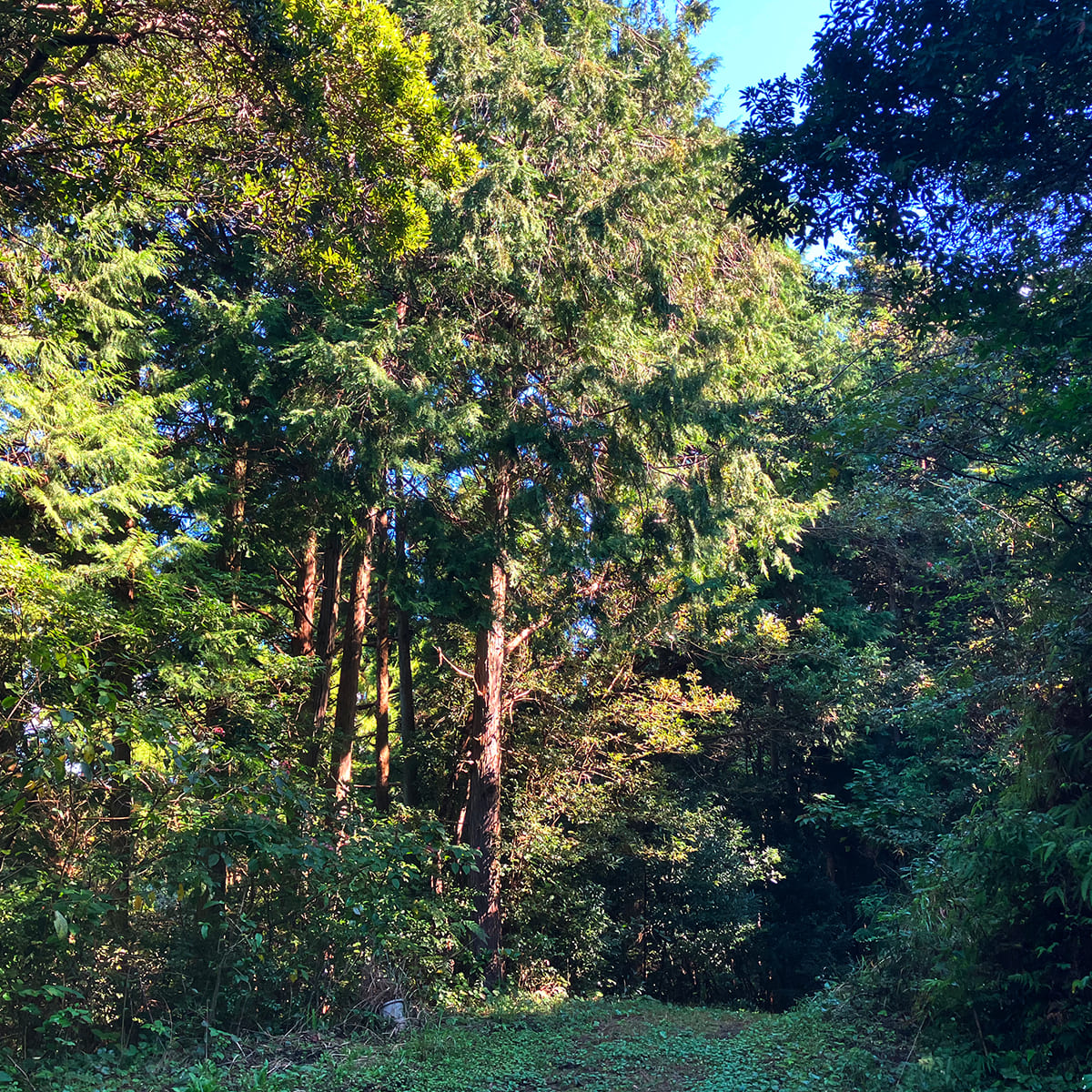 【だけメシちはるさんコラボ】四万十ひのきの極薄まな板 長方形M