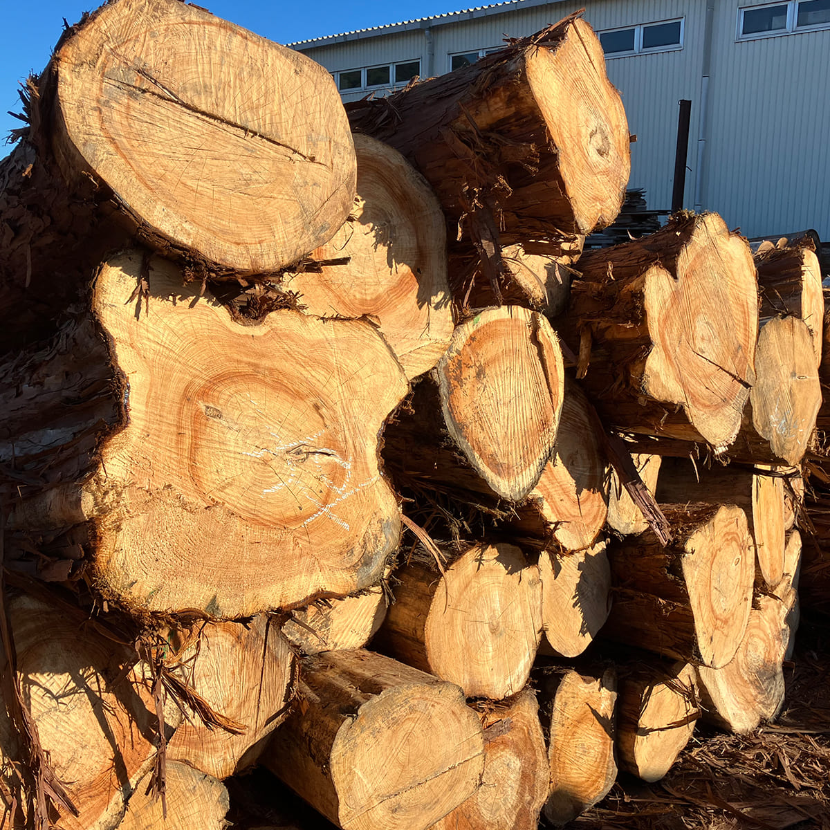 【だけメシちはるさんコラボ】四万十ひのきの極薄まな板 長方形M